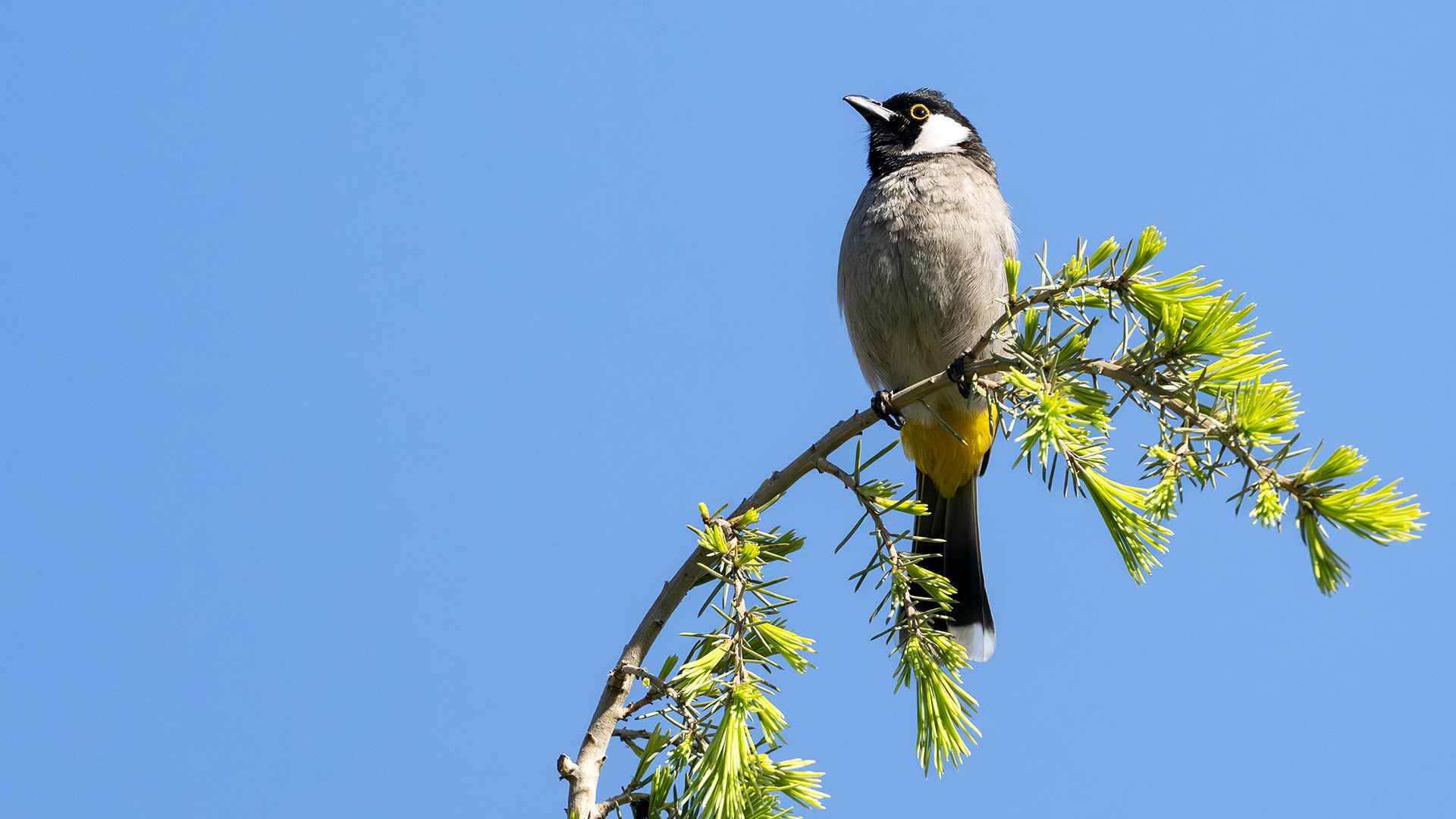 White-eared Bulbul